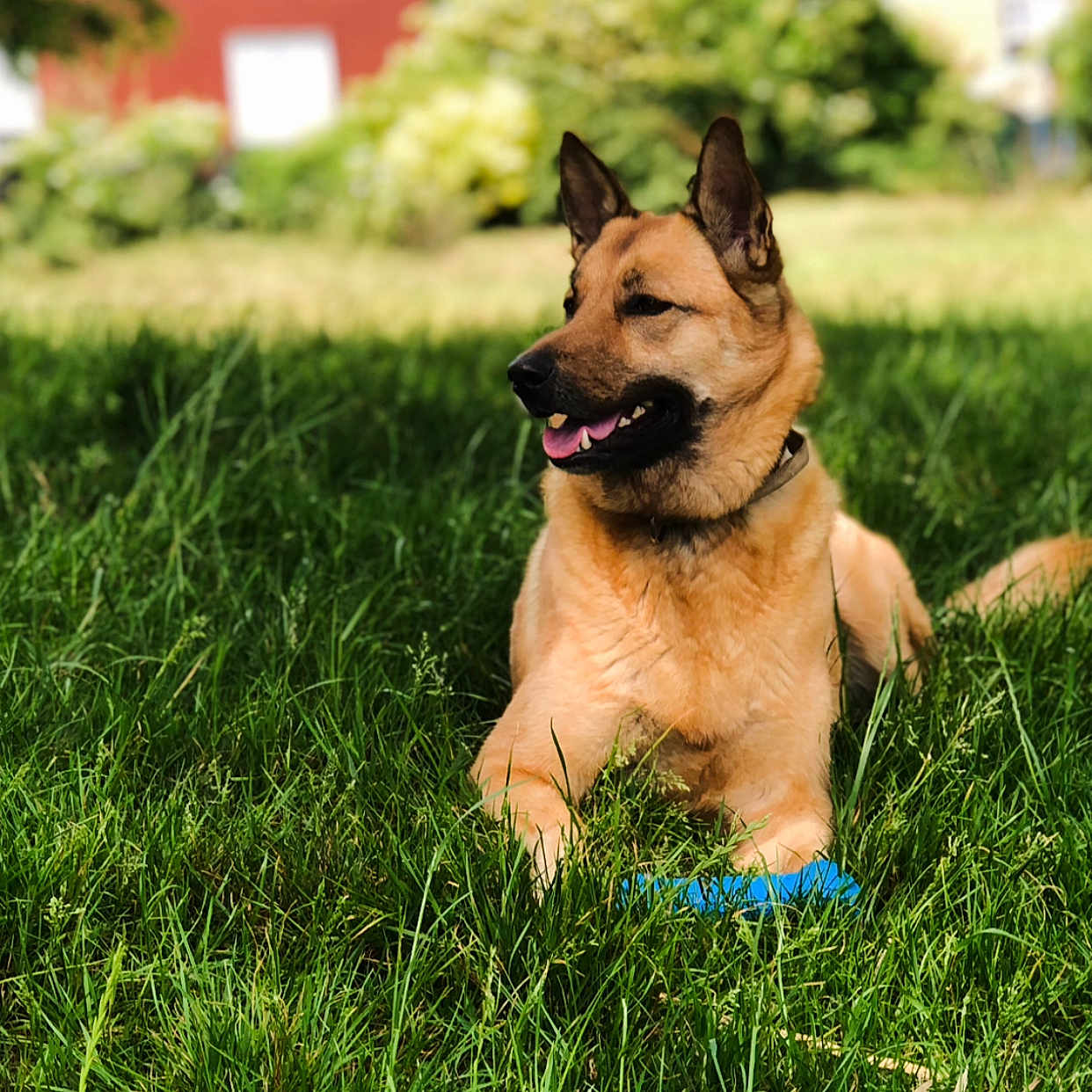 Tacha a rejoint le concours — aidez-le/la à gagner de superbes lots ! animal, canine, collar, daytime, dog, ears_up, fur, grass, greenery, happy, lying_down, nature, outdoor, pet, playful, relaxing, summer, sunlight, tongue_out, toy