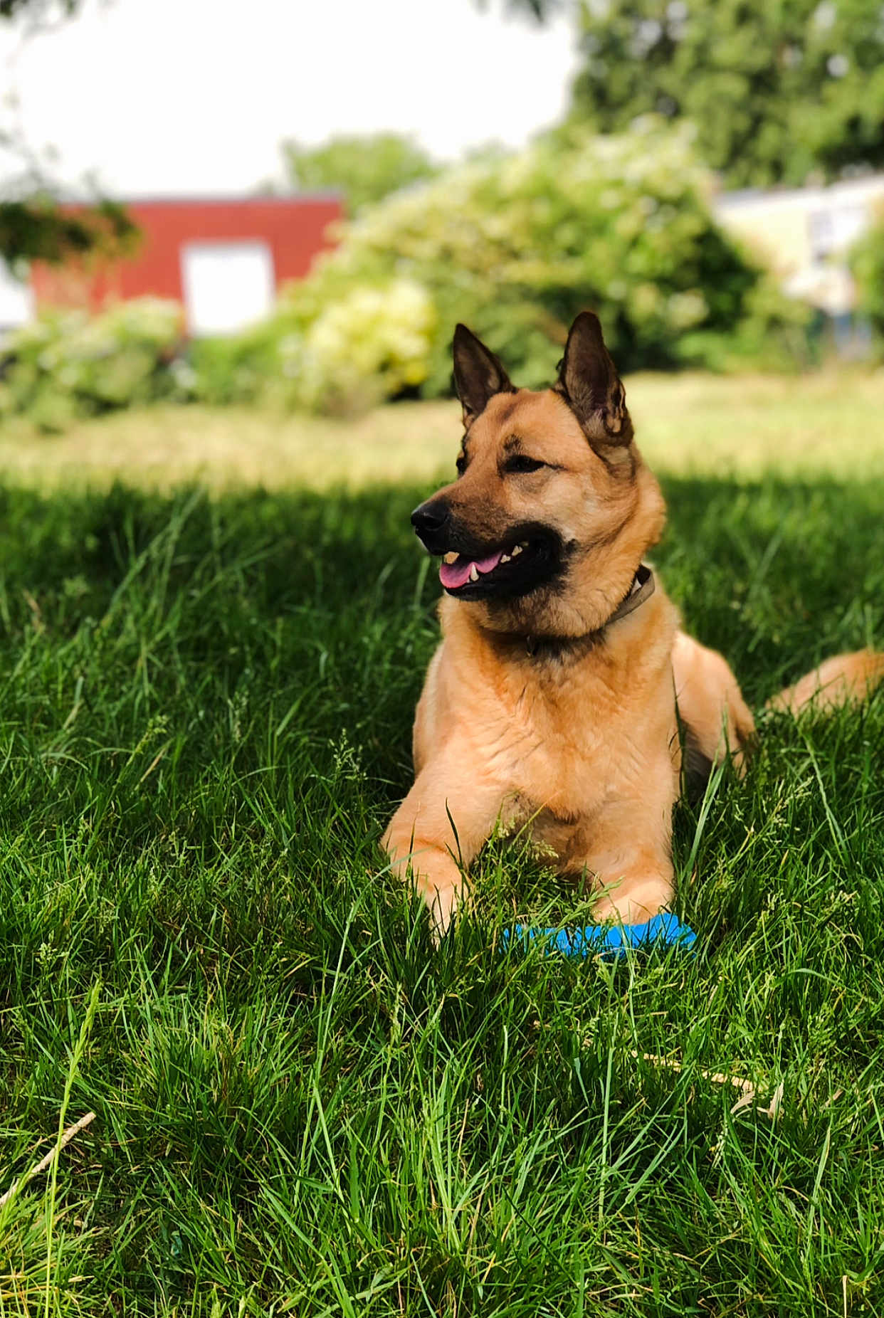Tacha a rejoint le concours — aidez-le/la à gagner de superbes lots ! dog, grass, outdoor, pet, animal, canine, toy, sunlight, greenery, nature, relaxing, summer, playful, happy, tongue_out, collar, ears_up, lying_down, daytime, fur