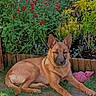 animal, canine, daylight, dog, ears, flowers, fur, garden, grass, greenery, nature, outdoor, pet_toy, plant_bed, red_flowers, relaxed, sitting, wooden_border, yard, yellow_flowers