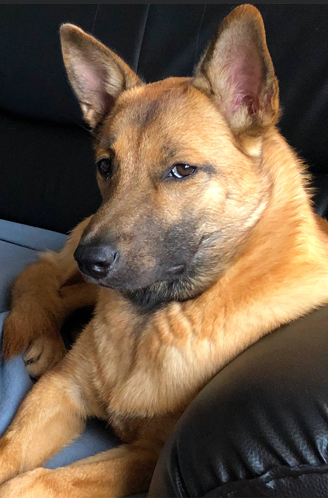 Ella a rejoint le concours — aidez-le/la à gagner de superbes lots ! canidae, carnivore, companion_dog, dog, dog_breed, fawn, fur, herding_dog, snout, sporting_group, terrestrial_animal, whiskers, working_dog