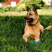 Ella participe au concours pour gagner de l'argent avec cette photo : animal, blurred_background, canine, collar, dog, german_shepherd, grass, greenery, happy, laying_down, nature, outdoor, park, paw, pet, playful, relaxed, summer, sunlight, toy