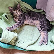 Stitch a rejoint le concours — aidez-le/la à gagner de superbes lots ! cat, kitten, gray_tabby, pet, sleeping, relaxed, blanket, green, soft_texture, basket, indoor, fur, whiskers, paw, cute, cozy, resting, animal, small, comfortable