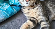 Stitch a rejoint le concours — aidez-le/la à gagner de superbes lots ! cat, tabby, pet, animal, indoor, fur, whiskers, ears, green_eyes, blanket, gray_surface, relaxed, closeup, cute, feline, striped, young_cat, domestic_cat, lying_down, curious