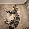cat, tabby, floor, wooden_floor, pattern, circle, animal, pet, indoor, lying_down, fur, whiskers, ears, tail, human_feet, toes, relaxing, home, domestic, brown