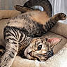 Angel participe au concours pour gagner de l'argent avec cette photo : animal, bed, cat, closeup, comfort, cozy, cute, ears, feline, fur, indoor, paw, pet, relaxed, resting, sleeping, soft, striped, tabby_cat, whiskers