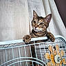 Angel a rejoint le concours — aidez-le/la à gagner de superbes lots ! cat, kitten, tabby, cage, metal, toy, wooden_toy, curtain, indoor, pet, animal, whiskers, paws, feline, playful, closeup, curious, grip, face, ears