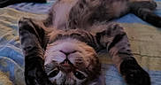 Angel participe au concours pour gagner de l'argent avec cette photo : animal, bed, blanket, cat, closeup, cozy, cute, domestic, feline, fur, indoor, mammal, paw, pet, relaxed, resting, sleepy, stretching, tabby, whiskers