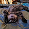 Angel participe au concours pour gagner de l'argent avec cette photo : cat, tabby, bed, blanket, indoor, pet, feline, resting, stretching, cute, animal, cozy, fur, whiskers, paw, relaxed, sleepy, domestic, mammal, closeup