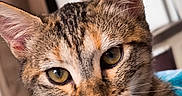Angel a rejoint le concours — aidez-le/la à gagner de superbes lots ! cat, tabby, close_up, whiskers, yellow_eyes, indoor, pet, feline, fur, portrait, animal, cute, curious, mammal, domestic, face, ears, nose, soft, young