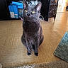 Hâpy a rejoint le concours — aidez-le/la à gagner de superbes lots ! cat, gray_cat, pet, indoor, floor, tile_floor, bookshelf, books, basket, curious, yellow_eyes, furniture, room, domestic_animal, sitting, floor_rug, wooden_furniture, home_interior, cute, animal