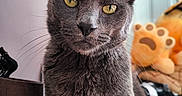 Hâpy a rejoint le concours — aidez-le/la à gagner de superbes lots ! cat, gray_cat, yellow_eyes, close_up, indoor, pet, feline, whiskers, fur, curious, portrait, animal, domestic_cat, soft_lighting, plush_toy, background, cozy, looking_at_camera, cute, household