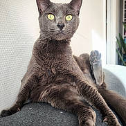 Hâpy a rejoint le concours — aidez-le/la à gagner de superbes lots ! animal, cat, couch, curious, feline, funny_pose, fur, gray_cat, home, indoor, natural_light, paw, pet, portrait, relaxed, sitting, texture, whiskers, wide_eyes, yellow_eyes