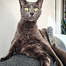animal, cat, couch, curious, feline, funny_pose, fur, gray_cat, home, indoor, natural_light, paw, pet, portrait, relaxed, sitting, texture, whiskers, wide_eyes, yellow_eyes