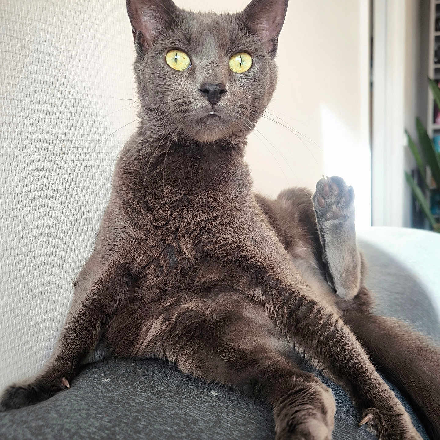 Hâpy