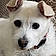 Dolly