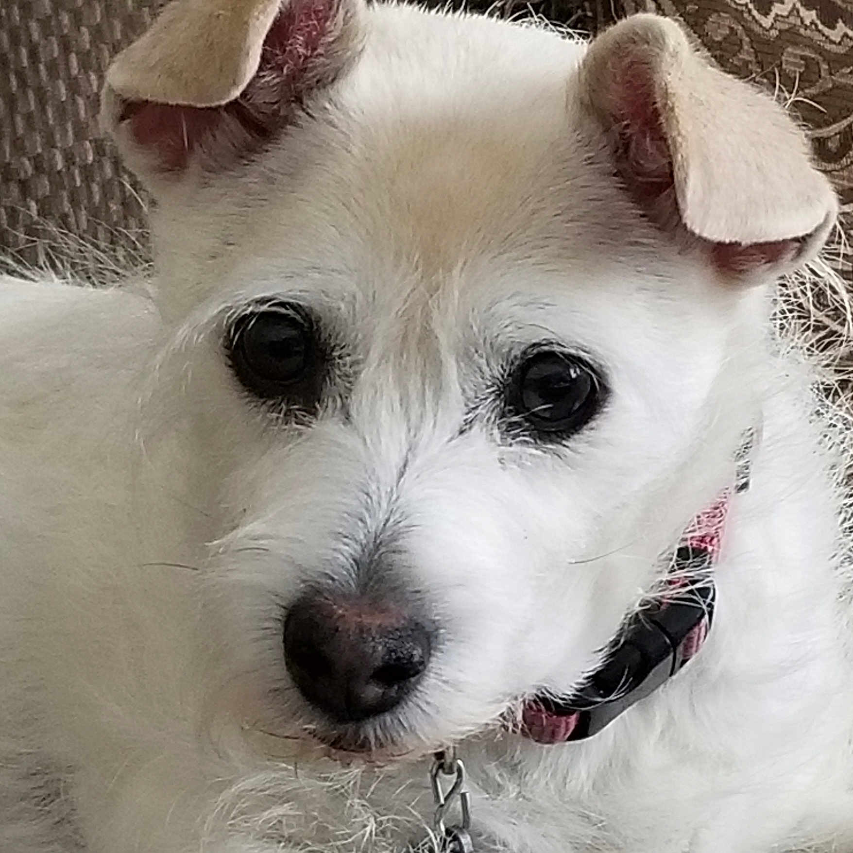 Dolly