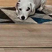 Sysko a rejoint le concours — aidez-le/la à gagner de superbes lots ! animal, black_spots, calm, companion, cute, dog, domestic, ears, flooring, geometric_pattern, household, indoor, lying_down, pet, quiet, resting, rug, snout, white_dog, wooden_floor
