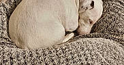 Sysko participe au concours pour gagner de l'argent avec cette photo : animal, blanket, bulldog, canine, couch, cushion, dog, dogbed, furniture, homedecor, labradorretriever, linen, person, pet, pillow, pitbull, puppy, quilt, sleeping