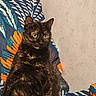 alert, animal, blue, cat, cozy, cushion, domestic_cat, ears, eyes, feline, floral_pattern, fur, home, indoor, orange, pet, sitting, texture, tortoiseshell_cat, whiskers