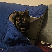 Tokyo participe au concours pour gagner de l'argent avec cette photo : animal, blanket, blue, cat, comfort, couch, cozy, cute, fabric, fur, furniture, home, indoor, pet, relaxing, resting, soft, star_pattern, tortoiseshell, wrapped