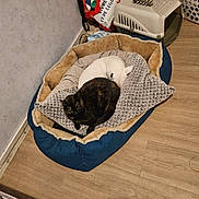 Tokyo participe au concours pour gagner de l'argent avec cette photo : animal, bag, blanket, cat, cozy, dog, floor, furniture, home, indoor, pet_bed, pet_carrier, resting, room, shadow, sleeping, tortoiseshell_cat, wall, white_dog, wooden_floor