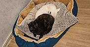 Tokyo participe au concours pour gagner de l'argent avec cette photo : animal, bag, blanket, cat, cozy, dog, floor, furniture, home, indoor, pet_bed, pet_carrier, resting, room, shadow, sleeping, tortoiseshell_cat, wall, white_dog, wooden_floor