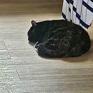 Tokyo a rejoint le concours — aidez-le/la à gagner de superbes lots ! animal, calm, cat, cozy, curled_up, cute, domestic_animal, feline, floor, fur, home, indoor, pet, quiet, relaxation, resting, sleeping, striped_fabric, tabby, wooden_floor