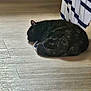 animal, calm, cat, cozy, curled_up, cute, domestic_animal, feline, floor, fur, home, indoor, pet, quiet, relaxation, resting, sleeping, striped_fabric, tabby, wooden_floor