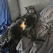Tokyo participe au concours pour gagner de l'argent avec cette photo : animal, blanket, cat, comfortable, couch, cozy, domestic_cat, fur, furniture, green_eyes, grey, home, indoor, laying_down, looking_away, pet, relaxed, resting, soft_texture, tortoiseshell_cat