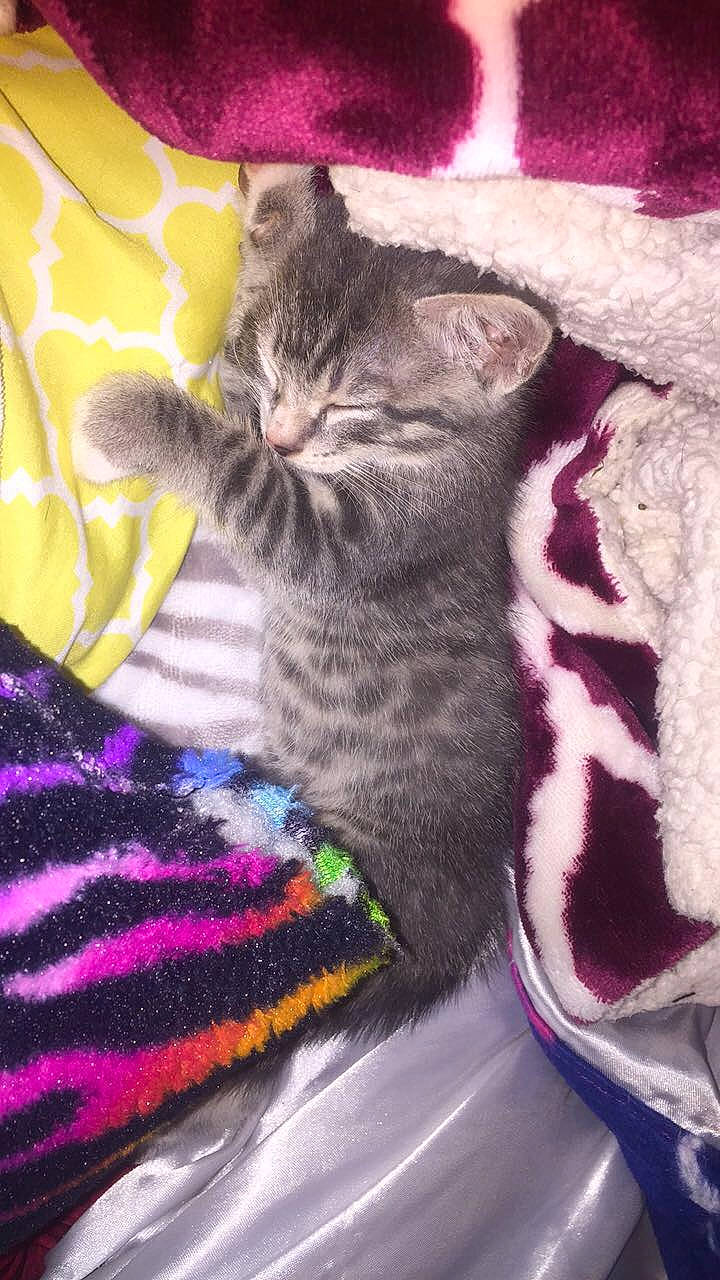 Tiggy joined the competition — help win amazing prizes! american_shorthair, asian, british_shorthair, california_spangled, carnivore, cat, domestic_short_haired_cat, dragon_li, egyptian_mau, european_shorthair, fawn, felidae, german_rex, kitten, mammal, pixie_bob, small_to_medium_sized_cats, tabby_cat, tail, whiskers