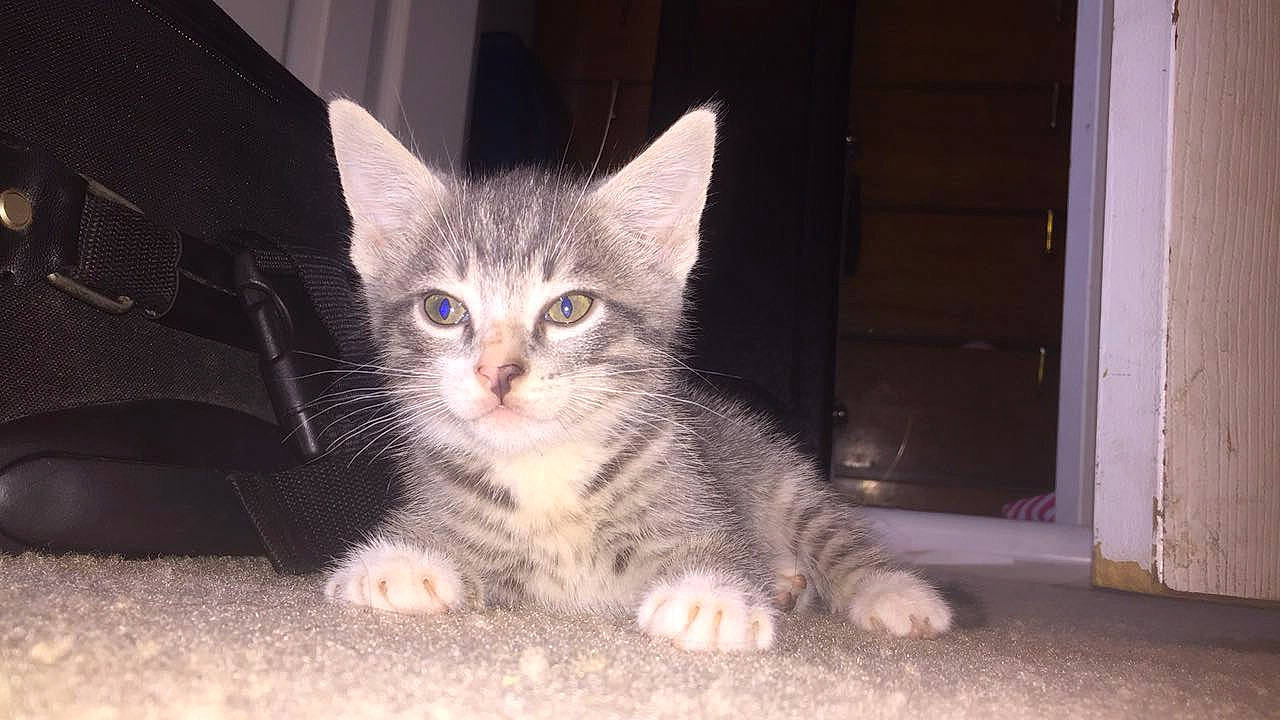 Tiggy joined the competition — help win amazing prizes! american_shorthair, american_wirehair, asian, asian_semi_longhair, carnivore, cat, domestic_short_haired_cat, european_shorthair, eye, felidae, kitten, mammal, ojos_azules, polydactyl_cat, small_to_medium_sized_cats, snout, tabby_cat, turkish_angora, vertebrate, whiskers