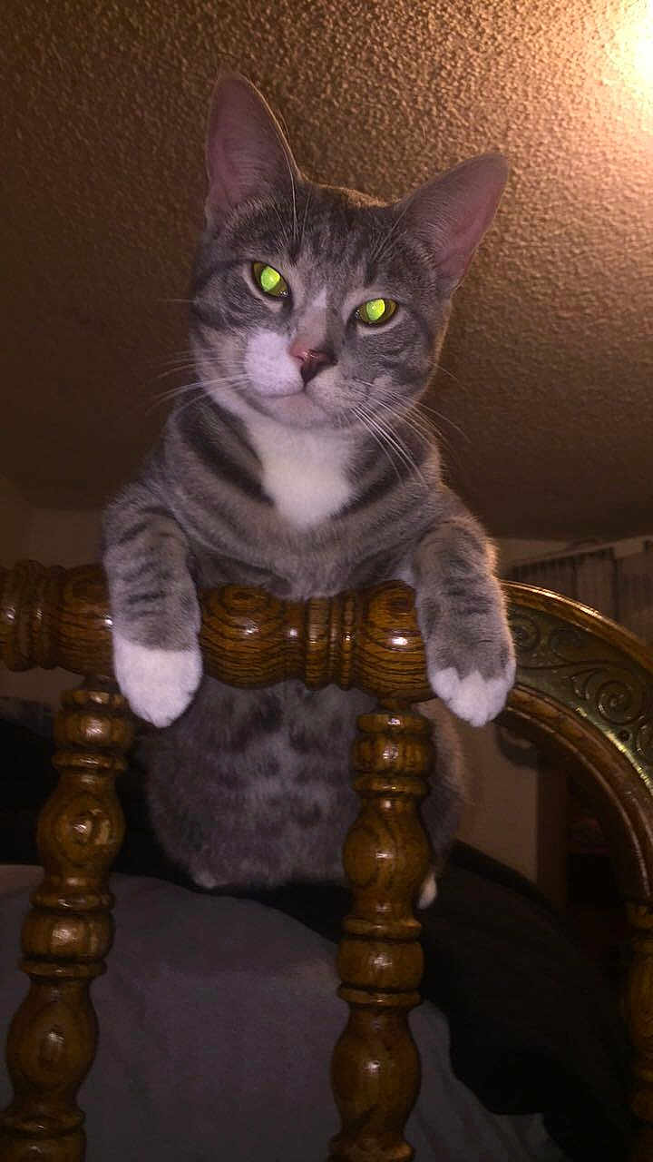 Tiggy