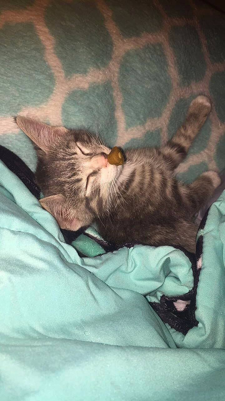 Tiggy joined the competition — help win amazing prizes! asian, bedtime, carnivore, cat, domestic_short_haired_cat, dragon_li, ear, european_shorthair, felidae, gesture, kitten, nap, pixie_bob, sleep, small_to_medium_sized_cats, tabby_cat, whiskers