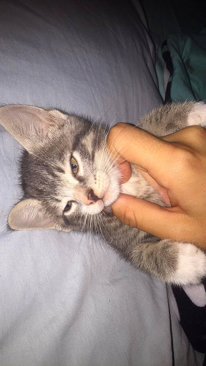 Tiggy is registered to the contest to win money with this photo: aegean_cat, asian, carnivore, cat, claw, domestic_short_haired_cat, european_shorthair, fawn, felidae, kitten, mammal, ojos_azules, oriental_longhair, singapura, small_to_medium_sized_cats, tabby_cat, whiskers