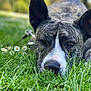 Jodi is registered to the contest to win money with this photo: dog, grass, flower, outdoor, nature, closeup, pet, animal, canine, resting, greenery, summer, blurred_background, white_flower, portrait, relaxation, snout, ears, leash, daylight