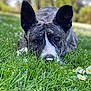 dog, grass, flower, nature, outdoor, ears, face, animal, canine, pet, lying_down, close_up, greenery, spring, daylight, field, snout, eyes, relaxed, flora