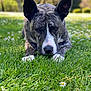 Jodi joined the competition — help win amazing prizes! dog, brindle_coat, grass, flowers, outdoor, nature, animal, pet, lying_down, ears_up, focused, greenery, spring, canine, close_up, portrait, daylight, field, white_flowers, relaxed