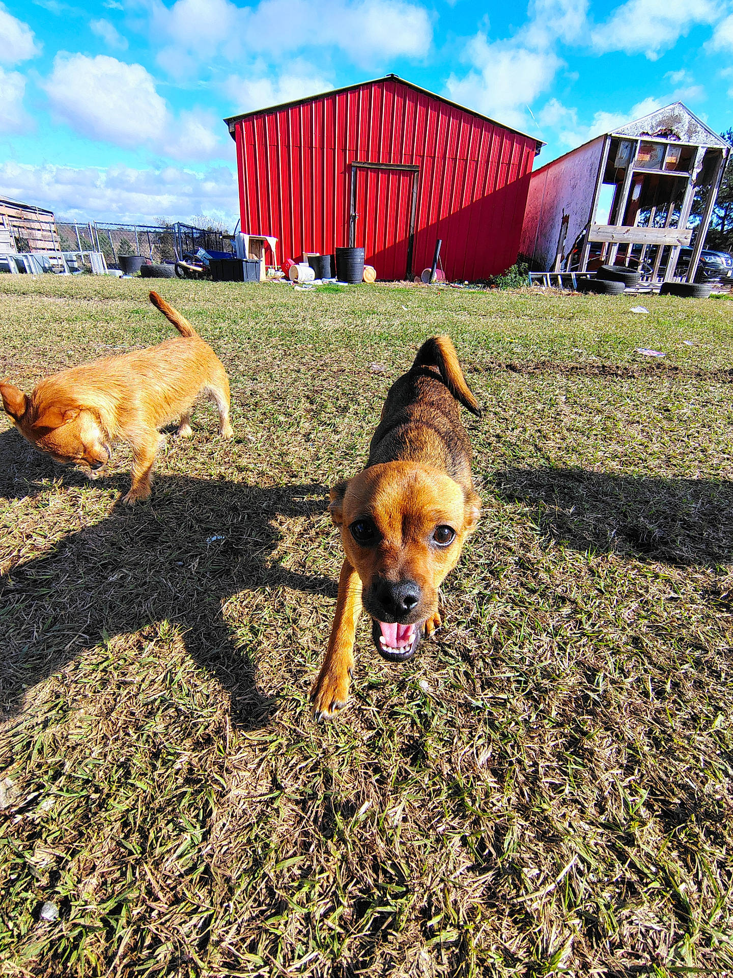 animal, architecture, barn, building, canine, countryside, dog, farm, field, grass, grassland, house, housing, nature, outdoors, pet, plant, rural, shelter, yard