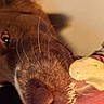 Lilith a rejoint le concours — aidez-le/la à gagner de superbes lots ! dog, puppy, close_up, brown_fur, muzzle, nose, whiskers, eye, tongue, banana, fruit, food, curious, funny, portrait, indoor, warm_lighting, blurred_background, pet, animal
