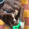 dog, puppy, brown_fur, white_fur, fluffy, lying_down, playful, toy, bone_toy, chewing, open_mouth, teeth, paws, collar, indoor, checkerboard_floor, colorful, pet, animal, photography