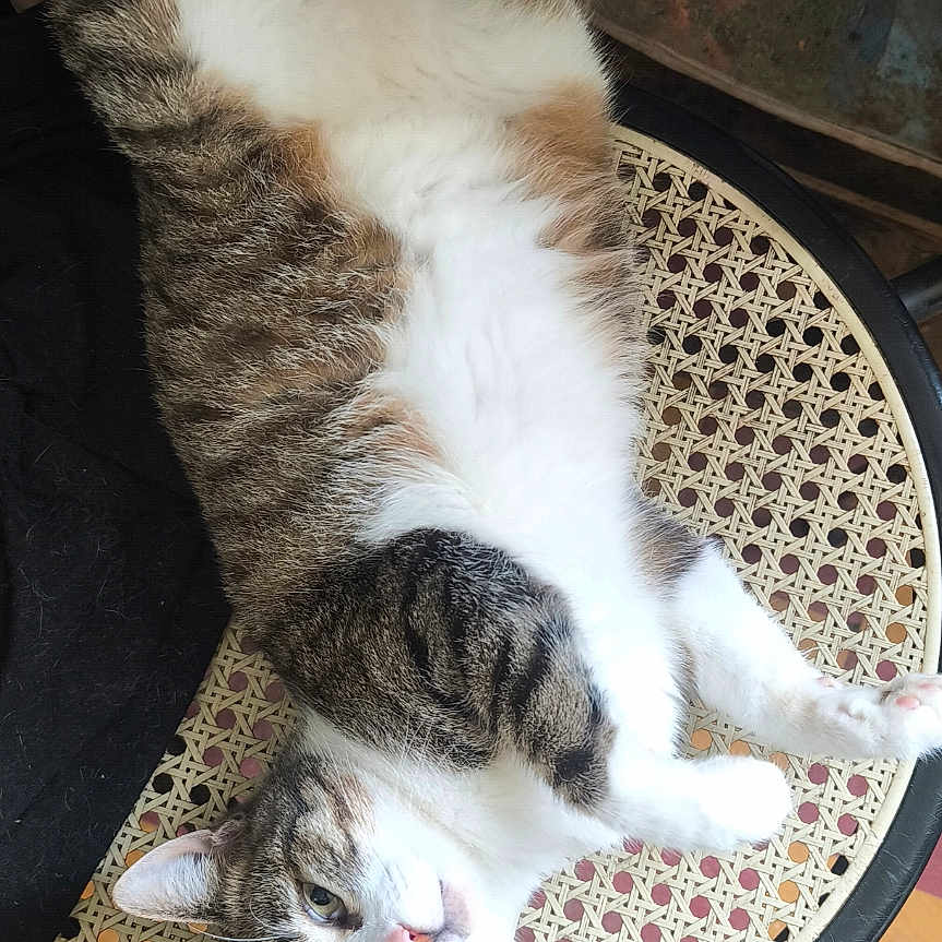 Maia a rejoint le concours — aidez-le/la à gagner de superbes lots ! cat, cats, tabby, white_fur, fluffy, lying_down, upside_down, relaxed, chair, woven_seat, furniture, indoor, home, cluttered_background, shelves, checkerboard_floor, sneaker, playful, pet, photography