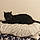 Binx