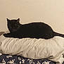 black_cat, cat, pillow, blanket, floral_pattern, shadow, indoor, animal, pet, resting, feline, wall, beige_wall, sleeping_area, home, comfort, quiet, soft, cozy, relaxing