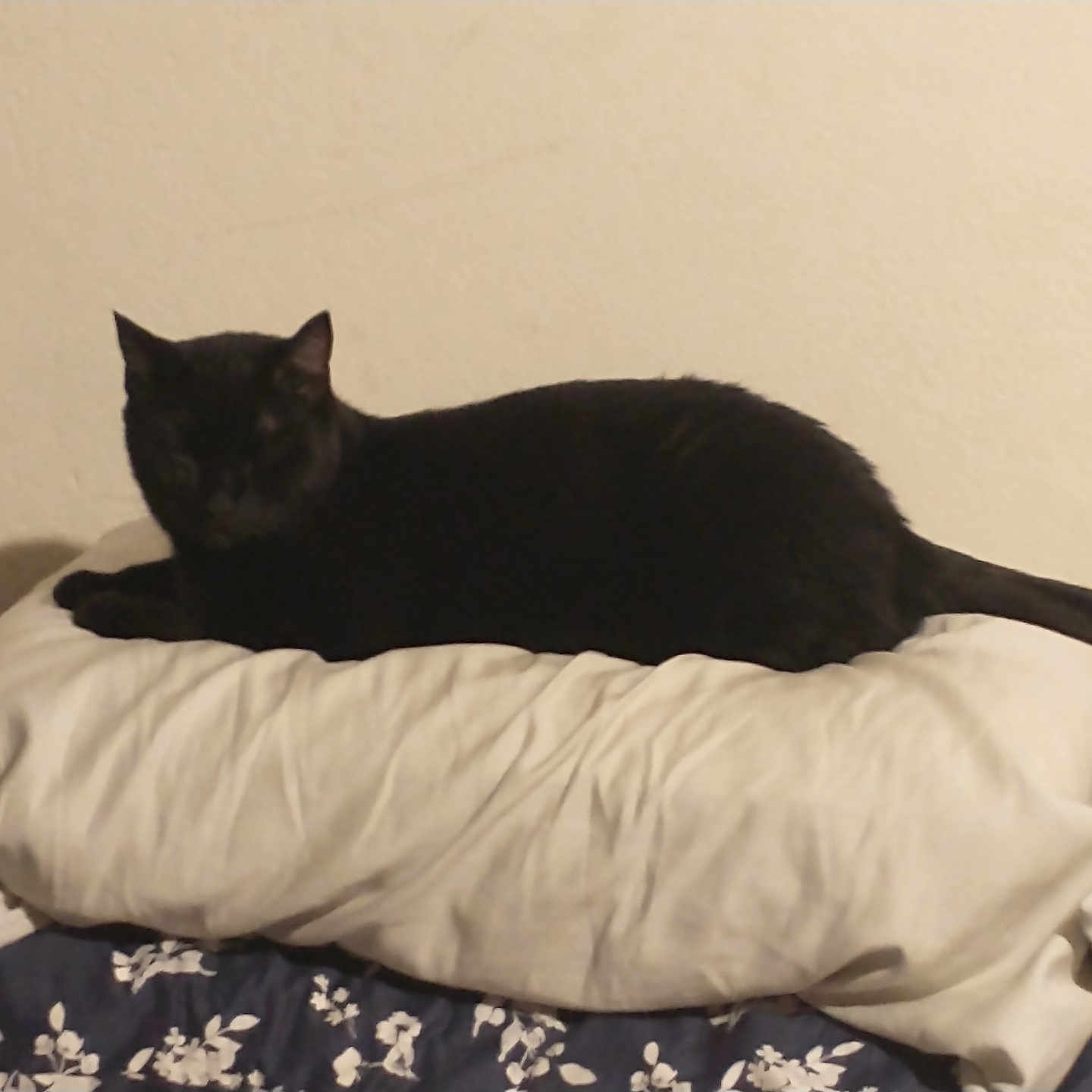 Binx joined the competition — help win amazing prizes! animal, beige_wall, black_cat, blanket, cat, comfort, cozy, feline, floral_pattern, home, indoor, pet, pillow, quiet, relaxing, resting, shadow, sleeping_area, soft, wall