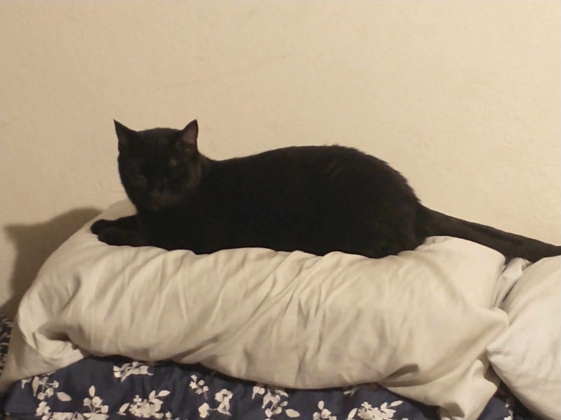 Binx