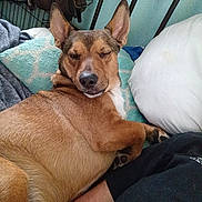 Koda is registered to the contest to win money with this photo: dog, bed, pillow, blanket, relaxed, indoor, resting, pet, fur, paw, snout, ears, sleepy, comfort, canine, closeup, human_arm, casual, brown, cute