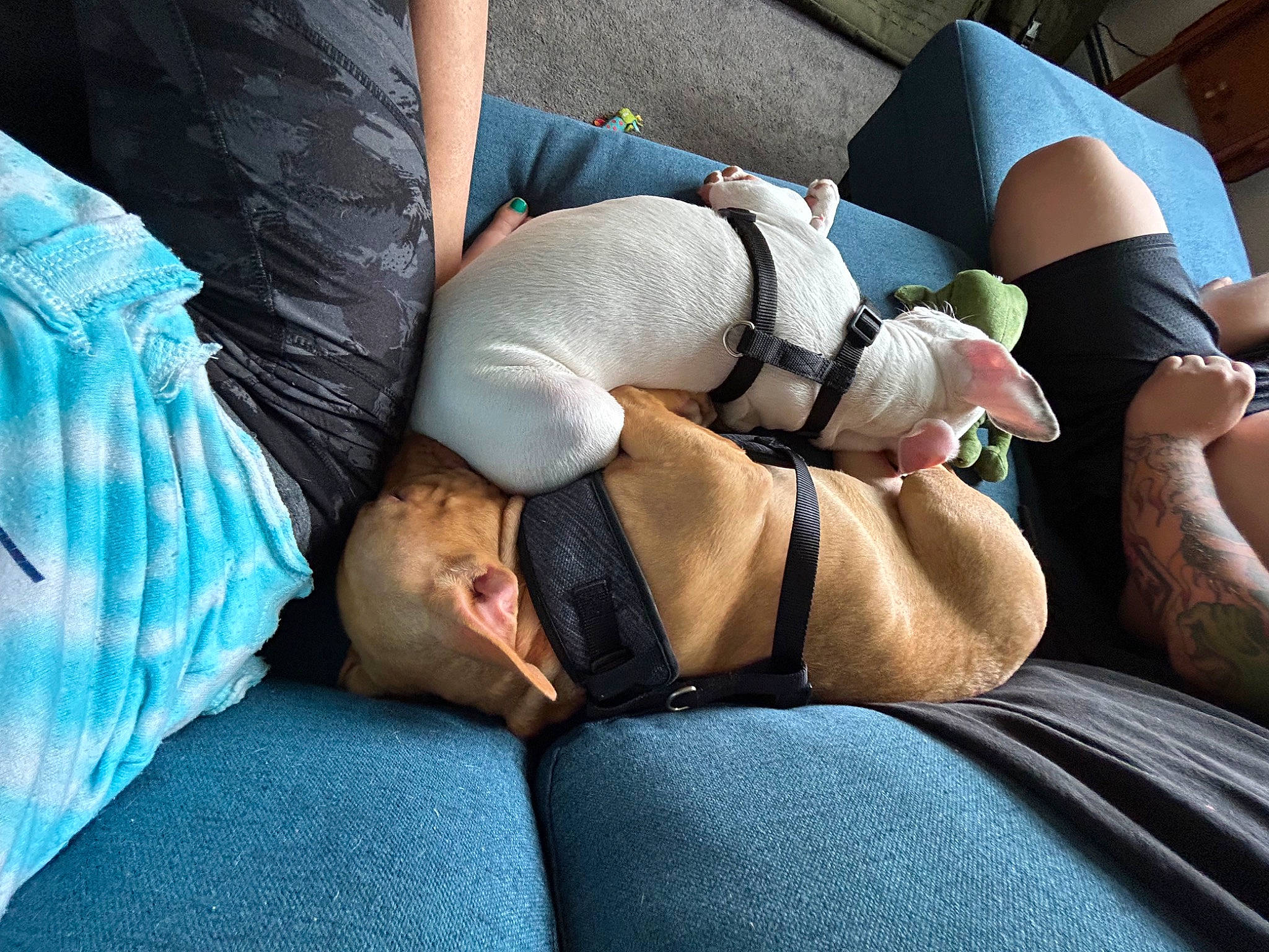 Dozer joined the competition — help win amazing prizes! abdomen, barefoot, chest, comfort, elbow, foot, hand, human_leg, joint, knee, lap, leg, leisure, shorts, shoulder, sitting, sock, thigh, trunk, wrist