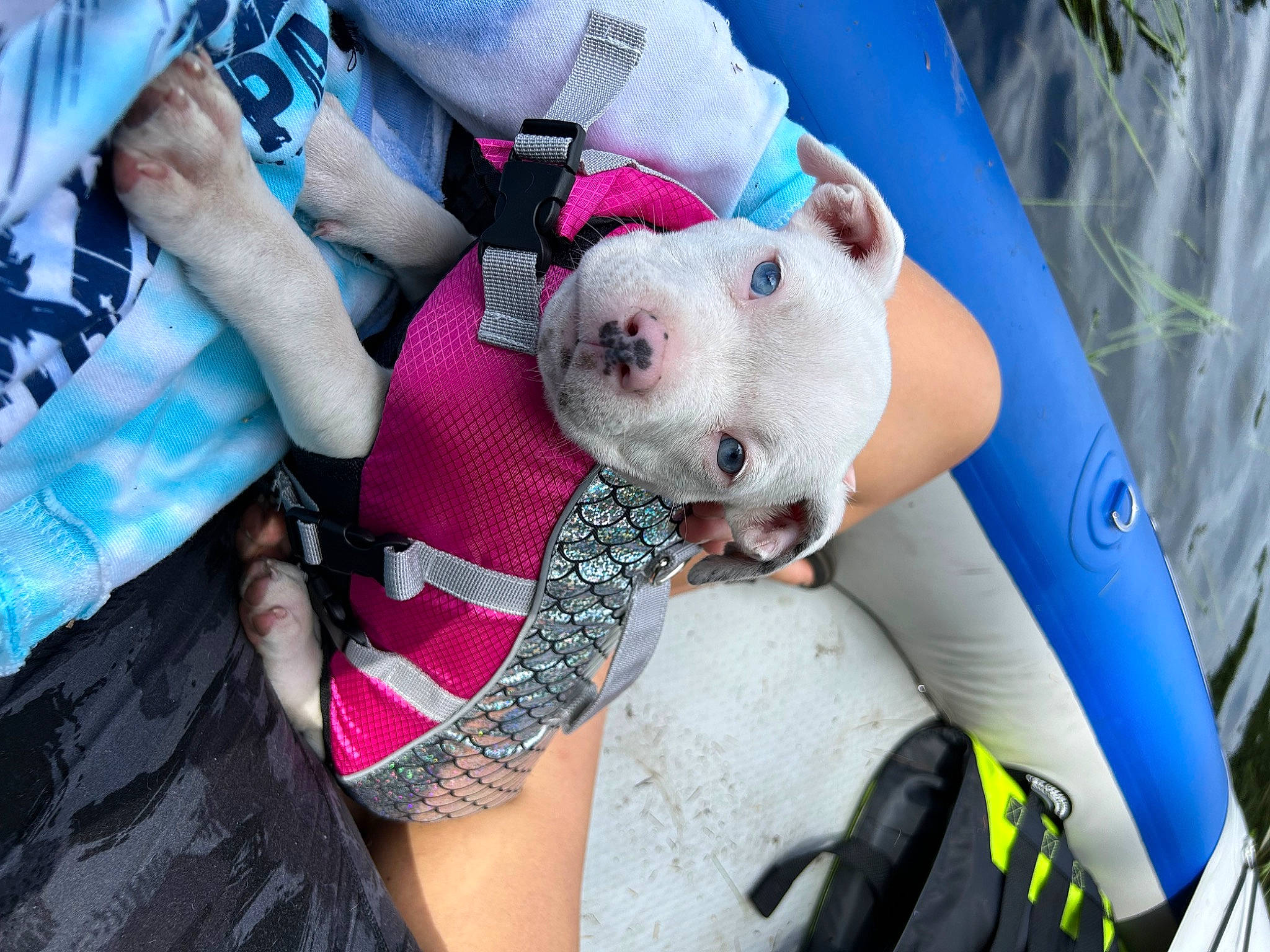 Panzer is registered to the contest to win money with this photo: ball, canidae, carnivore, companion_dog, dog, dog_breed, fawn, football, grass, happy, leisure, non_sporting_group, pattern, pink, plant, recreation, snout, sporting_group, toy