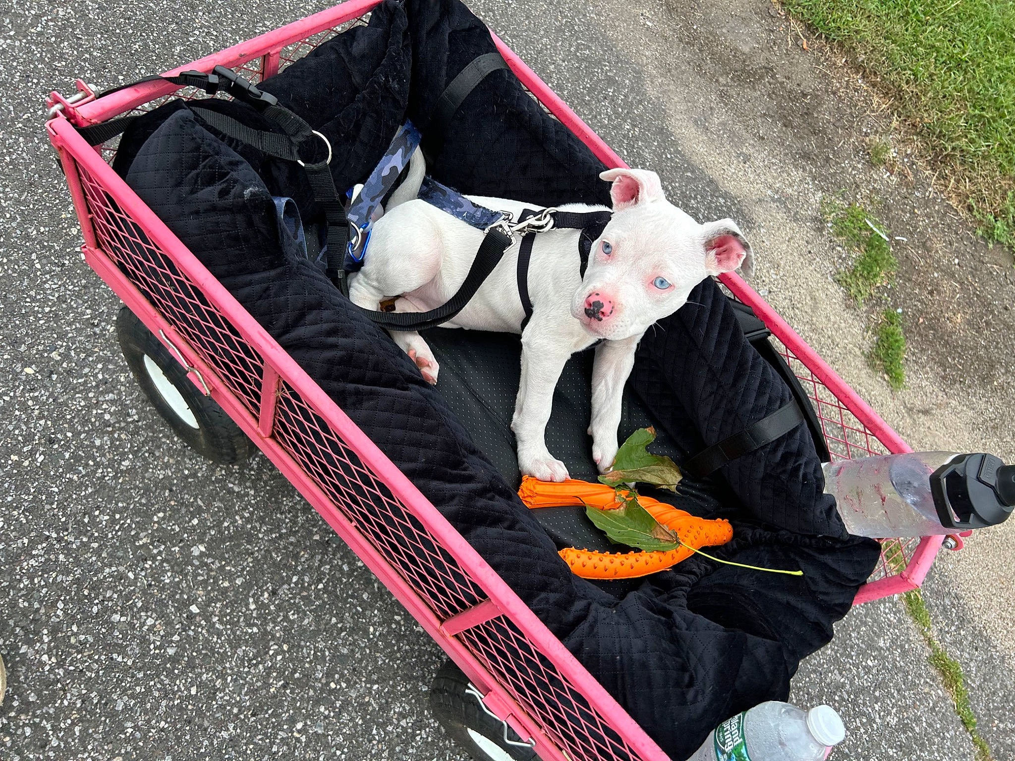 Panzer is registered to the contest to win money with this photo: baby_carriage, baby_products, canidae, carmine, carnivore, collar, companion_dog, dog, dog_breed, dog_clothes, dog_collar, dog_supply, fashion_accessory, grass, leash, pet_supply, snout, sporting_group, vehicle, working_animal