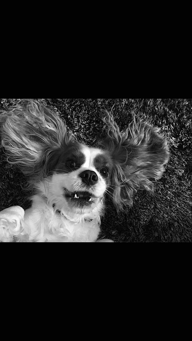 Nutella participe au concours pour gagner de l'argent avec cette photo : canidae, carnivore, companion_dog, darkness, dog, dog_breed, dog_supply, eyewear, font, fur, monochrome, monochrome_photography, pattern, photo_caption, snout, spaniel, sporting_group, toy_dog, whiskers, wing